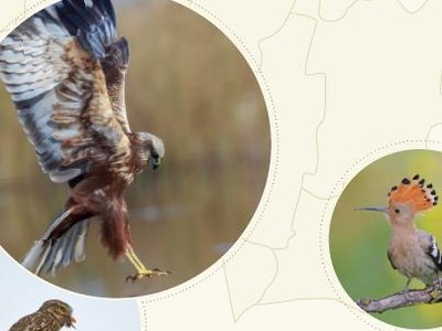 Regionales Vermittlungsprogramm Vogelschutz abgerechnet