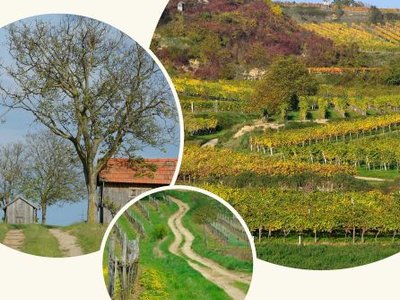 Roll-UPs zur Weingartenlandschaften für Ausstellungen bereit