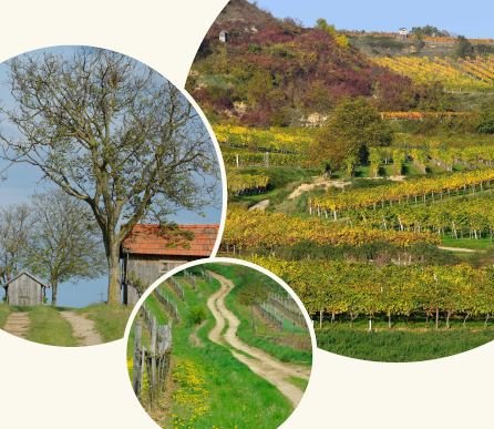 Roll-UPs zur Weingartenlandschaften für Ausstellungen bereit